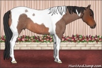 Horse Color:Bay Roan Tobiano