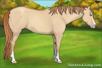 Horse Color:Gold Champagne Dun Sabino 