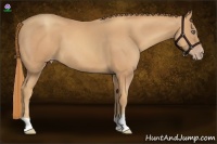Horse Color:Gold Champagne