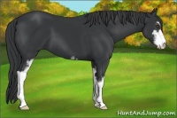 Horse Color:Black Sabino 