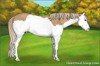 Horse Color:Palomino Splash 