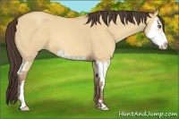 Horse Color:Amber Champagne Dun Sabino Splash Frame 