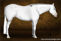 Horse Color:Gray Silver Sable Cream Champagne Dun Splash Tobiano Frame Appaloosa Rabicano