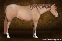 Horse Color:Bay Pearl 