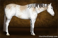 Horse Color:White Spotted Amber Cream Champagne 