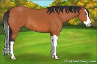 Horse Color:Bay Splash 