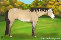 Horse Color:Amber Champagne Dun Sabino Splash Frame 