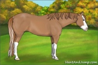 Horse Color:Chestnut Splash