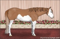 Horse Color:Chestnut Splash 