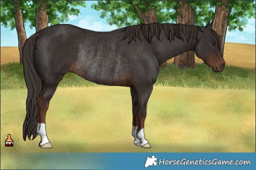 Horse Color:Liver Chestnut Rabicano 