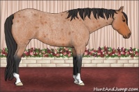 Horse Color:Bay Roan 