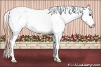 Horse Color:Chestnut Appaloosa 