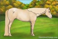 Horse Color:Gold Champagne Pearl Splash