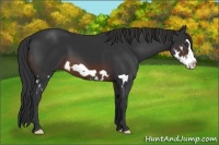Horse Color:Brown Splash Frame