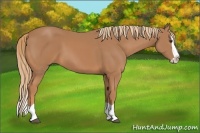 Horse Color:Chestnut Splash 
