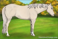 Horse Color:Cremello Rabicano 