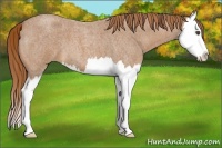Horse Color:Red Roan Splash