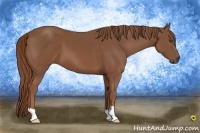 Horse Color:Chestnut 