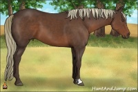 Horse Color:Liver Chestnut 