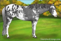 Horse Color:Black Sabino Splash Appaloosa 