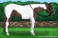 Horse Color:Liver Chestnut Tobiano 