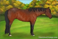 Horse Color:Brown  Brindle