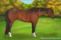 Horse Color:Brown  Brindle