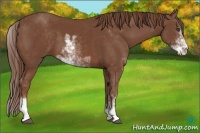 Horse Color:Chestnut Sabino