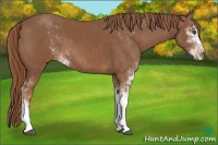 Horse Color:Chestnut Sabino