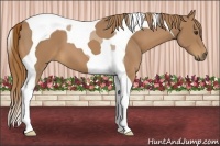 Horse Color:Chestnut Tobiano