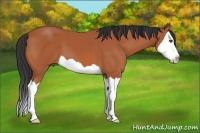 Horse Color:Bay Splash 