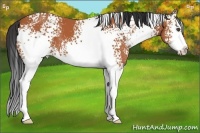 Horse Color:White Spotted Bay Sabino
