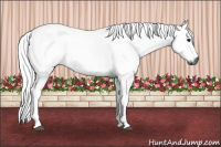 Horse Color:Gray Bay 