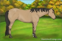 Horse Color:Buckskin 