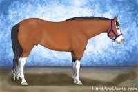 Horse Color:Bay Splash 