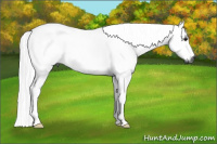 Horse Color:Gray Buckskin Rabicano