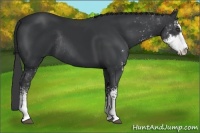 Horse Color:Black Sabino Rabicano 