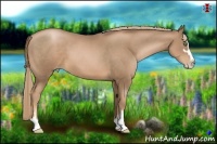 Horse Color:Liver Chestnut Pearl Sabino 