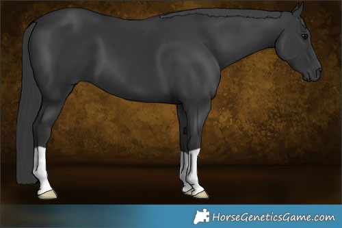 Horse Color:Black 