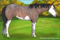 Horse Color:Bay Roan Splash 
