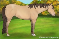 Horse Color:Amber Champagne 