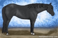 Horse Color:Black Rabicano 
