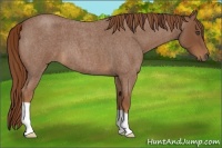 Horse Color:Red Roan 