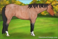 Horse Color:Bay Roan 