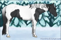 Horse Color:Black Tobiano 