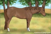 Horse Color:Unknown 