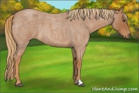 Horse Color:Red Roan 
