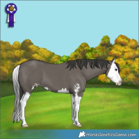 Horse Color:Grullo Sabino Splash 