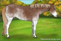 Horse Color:White Spotted Chestnut