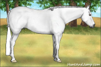 Horse Color:Gray Buckskin Dun Tobiano 